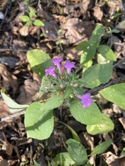 Ruellia inundata image