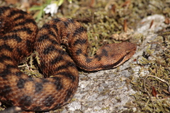 Vipera aspis aspis