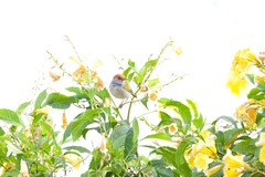 Orthotomus atrogularis