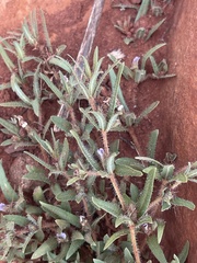 Blepharis integrifolia