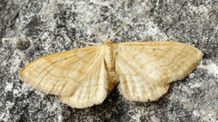 Idaea rufaria