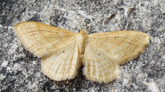 Idaea rufaria