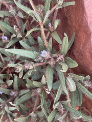 Blepharis integrifolia