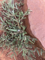 Blepharis integrifolia