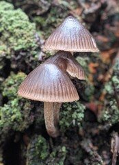 Mycena polygramma