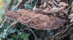 Ganoderma tornatum