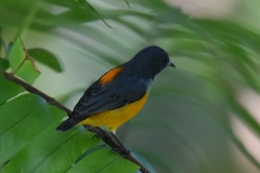 Dicaeum trigonostigma