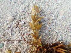 Sargassum fluitans