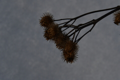 Arctium tomentosum