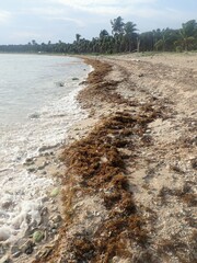 Sargassum fluitans