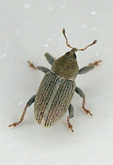 Tychius meliloti