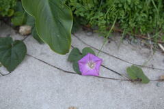 Ipomoea indica