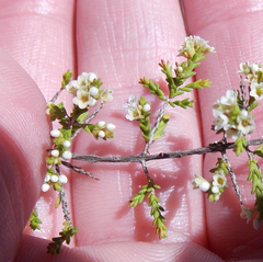 Micromyrtus