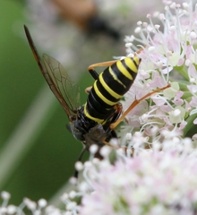 Tenthredo vespa