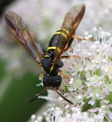 Tenthredo vespa
