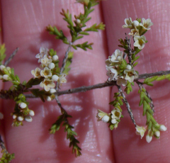 Micromyrtus
