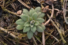 Draba nemorosa