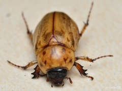 Cyclocephala lunulata