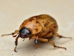 Cyclocephala lunulata