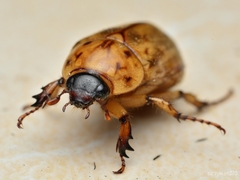 Cyclocephala lunulata