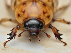 Cyclocephala lunulata
