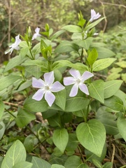 Vinca difformis