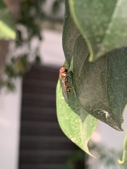Episyrphus