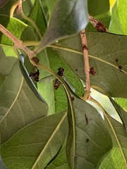 Episyrphus