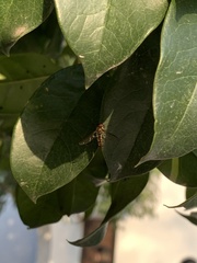 Episyrphus