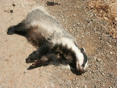 Meles canescens arcalus