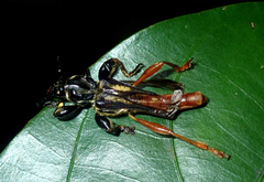 Acyphoderes abdominalis