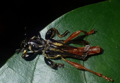 Acyphoderes abdominalis