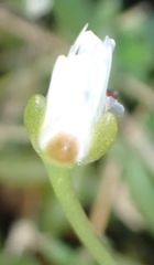 Delosperma concavum