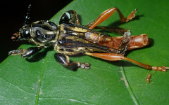 Acyphoderes abdominalis
