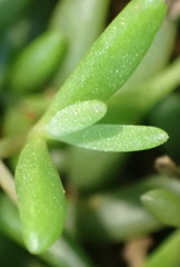 Delosperma concavum
