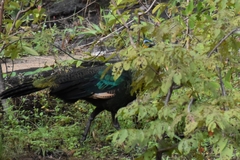Pavo muticus