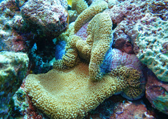 Stichodactyla mertensii