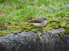 Motacilla cinerea