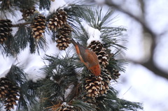 Loxia pytyopsittacus