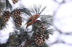 Loxia pytyopsittacus