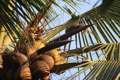 Funambulus tristriatus