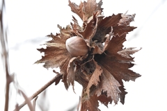 Corylus heterophylla