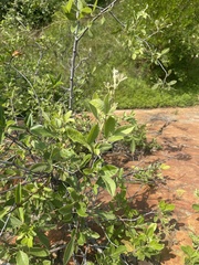 Searsia pyroides pyroides