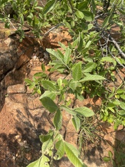 Searsia pyroides pyroides