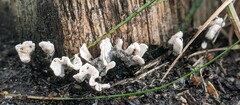 Xylaria hypoxylon