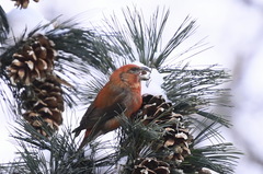 Loxia pytyopsittacus
