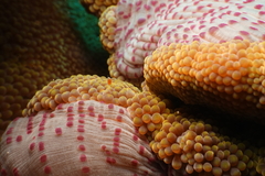 Stichodactyla mertensii