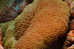 Stichodactyla mertensii