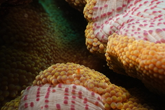 Stichodactyla mertensii