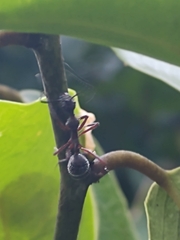 Dolichoderus attelaboides